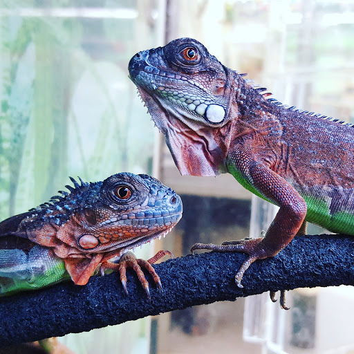 Pet Supply Store «Petco Animal Supplies», reviews and photos, 280 Kensington Blvd, Slidell, LA 70458, USA