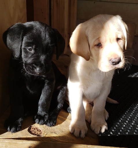 Thornbury Kennel