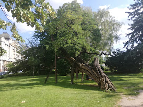 Budapest legöregebb akacfája