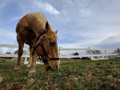Park «Ellsworth McAfee Park», reviews and photos, 363 South St, Northborough, MA 01532, USA