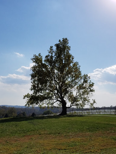 Winery «Greenhill Winery & Vineyards», reviews and photos, 23595 Winery Ln, Middleburg, VA 20117, USA