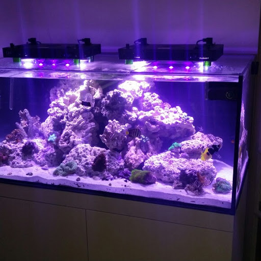 Pet Store «Fish Geeks», reviews and photos, 5845 Hillside Ln, Mechanicsburg, PA 17050, USA