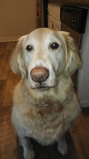 Pet Supply Store «Petco Animal Supplies», reviews and photos, 1170 Arnold Dr #115, Martinez, CA 94553, USA