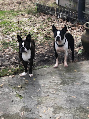 Paulding Animal Clinic