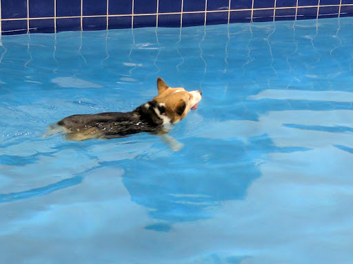 Pet Supply Store «Pet Depot Inc», reviews and photos, 2151 Greenspring Dr, Lutherville-Timonium, MD 21093, USA