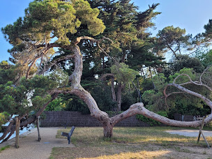 Photo n°6 de Glisse en Herbe/ Parachute ascensionnel, Foil electrique, Efoil, Wakesurf, Canoe, Paddle, bouée tractée, wakeboard à Lège-Cap-Ferret ()