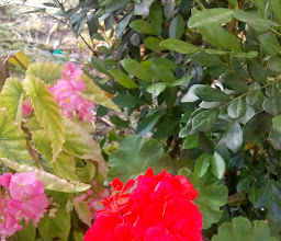 Morillos Cd.Fernandez photo