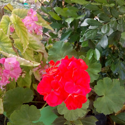 Morillos Cd.Fernandez