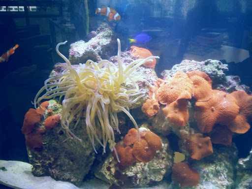 Tropical Fish Store «Top Hat Aquarium», reviews and photos, 18710 SW 107th Ave, Cutler Bay, FL 33157, USA