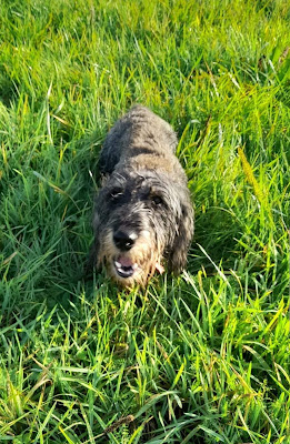 Cani'Human Coaching à Betschdorf