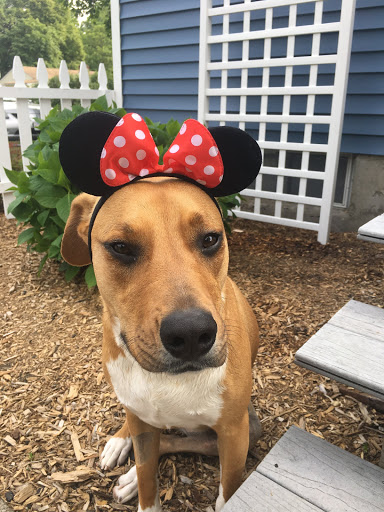 ProFormance Canine, Inc. image