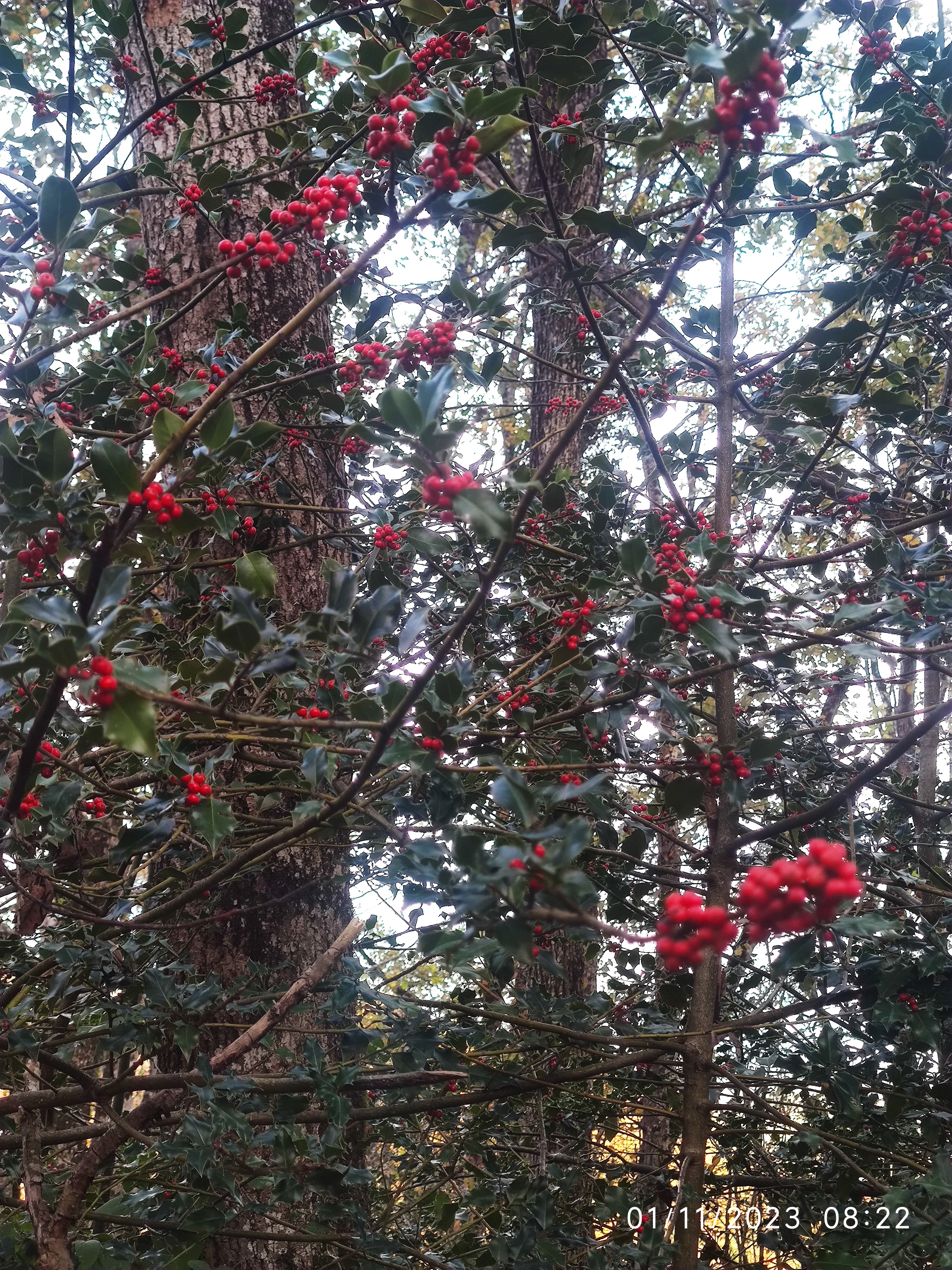 Photo n° 10 de l'avis de Patrick.i fait le 12/12/2023 à 10:07