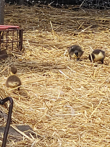 Greenhouse «Stiles Vegetable Farm and Greenhouse», reviews and photos, 11717 Sheridan Rd, Pleasant Prairie, WI 53158, USA