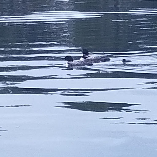 Park «Crooked Lake Park», reviews and photos, 13180 Crooked Lake Blvd NW, Coon Rapids, MN 55448, USA