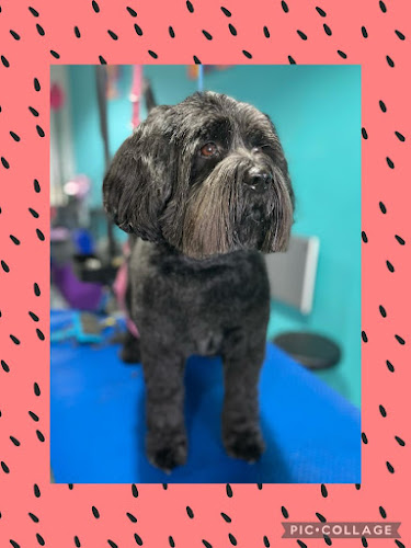 Reviews of Tyne Dogs Grooming in Newcastle upon Tyne - Dog trainer