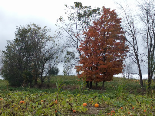 Farm «Wright Family Farm», reviews and photos, 329 Kings Hwy, Warwick, NY 10990, USA