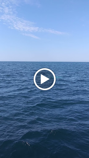 Cruise Agency «Capt. Bill & Sons Whale Watch», reviews and photos, 24 Harbor Loop, Gloucester, MA 01930, USA