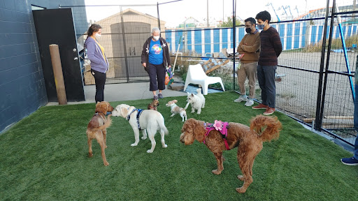 Dog day care center Edmonton