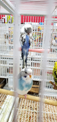 Pet Supermarket - Photo 7 - Car repair in West Palm Beach, FL, West Palm Beach