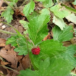 Photo n°6 de l'avis de Stefano.a fait le 01/08/2023 à 14:22 sur le  Rifugio Monte Amiata Marsigliana à Monte Amiata