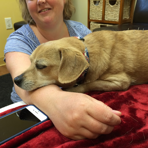 HarmonyVet Acupuncture and Spine Care