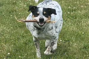 DeVeaux Woods State Park Dog Park image