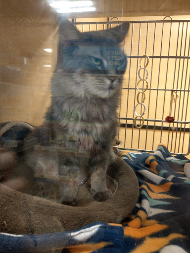 Pet Supply Store «PetSmart», reviews and photos, 2101 Elmwood Ave, Buffalo, NY 14207, USA