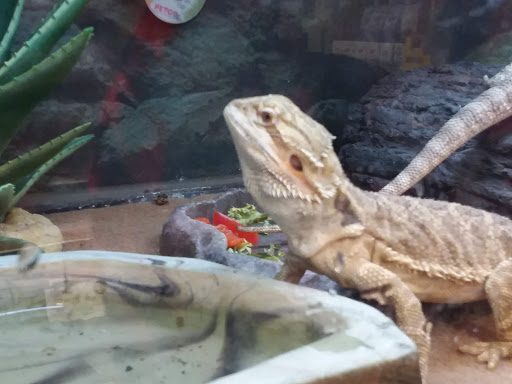 Pet Supply Store «Petco Animal Supplies», reviews and photos, 168 Ames Dr, Barre, VT 05641, USA