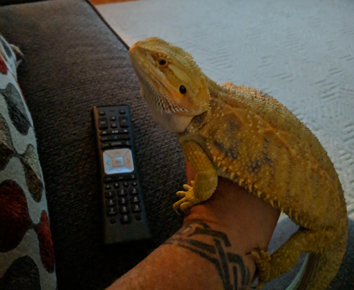 Pet Supply Store «Pet Supplies Plus», reviews and photos, 1240 Seminole Trail, Charlottesville, VA 22901, USA