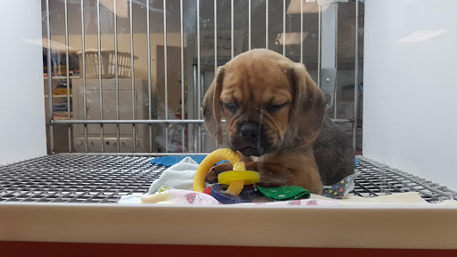 Pet Store «Petland Topeka», reviews and photos, 1801 SW Wanamaker Rd, Topeka, KS 66614, USA