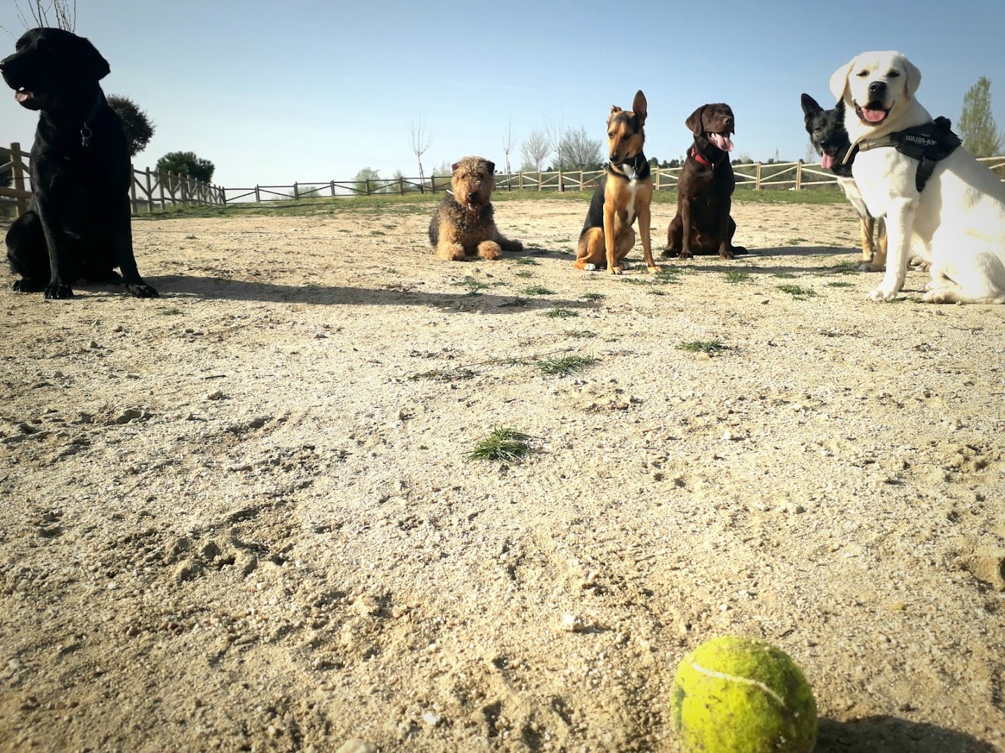 Dog & Life Adiestramiento Canino Madrid