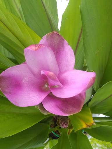 Shopping Mall «College Plaza Shopping Center», reviews and photos, 8595 College Pkwy, Fort Myers, FL 33907, USA