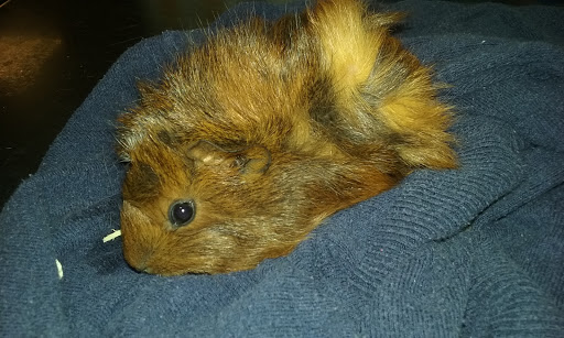 Pet Store «Pet Cove», reviews and photos, 820 E Center St, Kingsport, TN 37660, USA