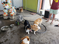 Canine Connection - Photo 5 - Car repair in New Orleans, LA, New Orleans
