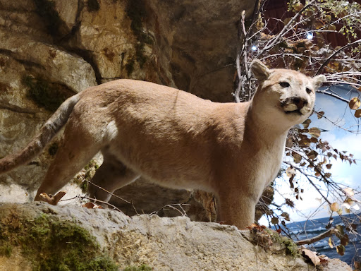 Sporting Goods Store «Bass Pro Shops», reviews and photos, 10000 Bass Pro Blvd, Rossford, OH 43460, USA