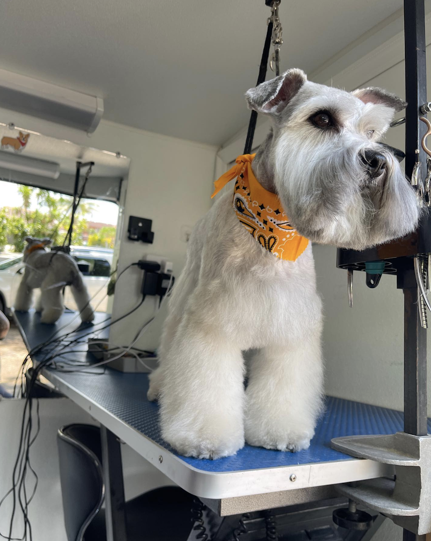 Odalys Mobile Dog Grooming - SW Miami -