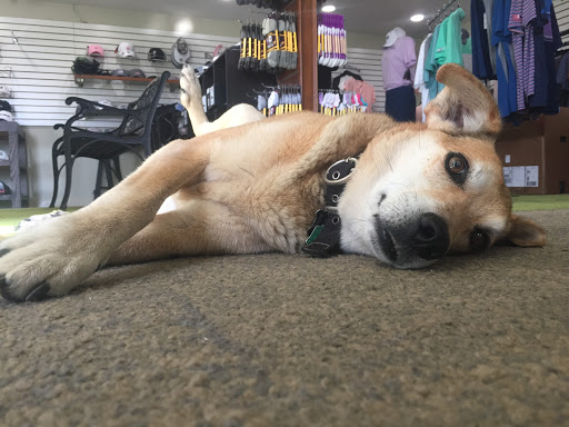 Golf Club «Golf Club Moffett Field», reviews and photos, 934 Macon Dr, Mountain View, CA 94043, USA