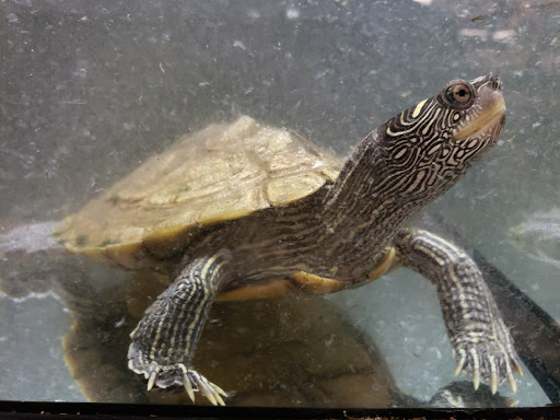 Pet Store «Fish Bowl Aquarium & Pet Mart», reviews and photos, 725 Providence St, West Warwick, RI 02893, USA