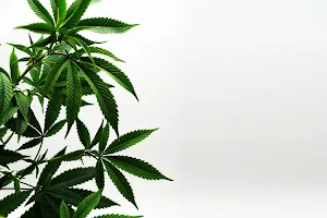 Cannalink Cannabis Clinic image
