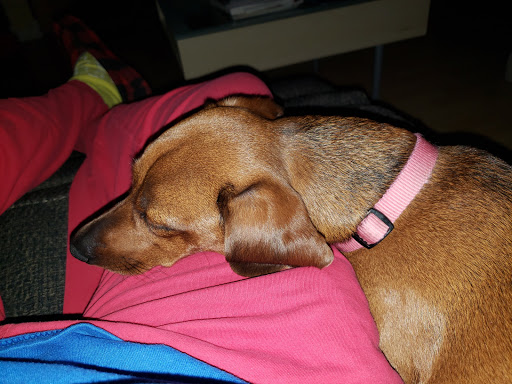 Pet Supply Store «Petco Animal Supplies», reviews and photos, 5260 W Baseline Rd, Laveen Village, AZ 85339, USA