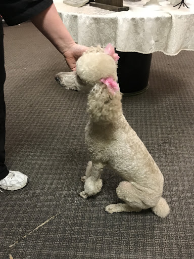 Pet Groomer «Ufuri Pet Salon», reviews and photos, 235 Huron Ave, Port Huron, MI 48060, USA