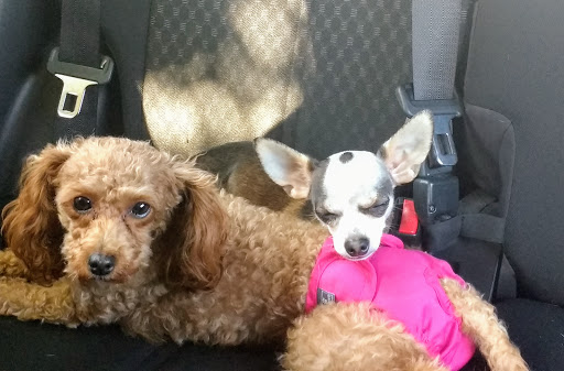 Pet Supply Store «Petco Animal Supplies», reviews and photos, 2255 East Ridge Road, Irondequoit, NY 14622, USA