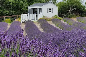 Santa Rita Hills Lavender Farm image