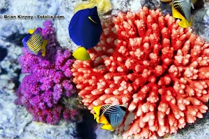 coral-garden.de | Meerwasser-Shop | Ramon Gebauer image