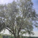 Photo n°8 de l'avis de Silvia.a fait le 31/07/2022 à 18:30 sur le  Haus am See - Café & Restaurant à Mengen