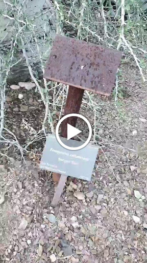 Botanical Garden «Desert Botanical Garden», reviews and photos, 1201 N Galvin Pkwy, Phoenix, AZ 85008, USA