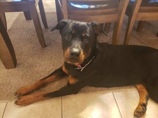 Pet Supply Store «Petco Animal Supplies», reviews and photos, 1250 N Germantown Pkwy #112, Cordova, TN 38016, USA