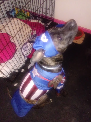 Strasse Dog, 605 Main St, Covington, KY 41011, USA, 