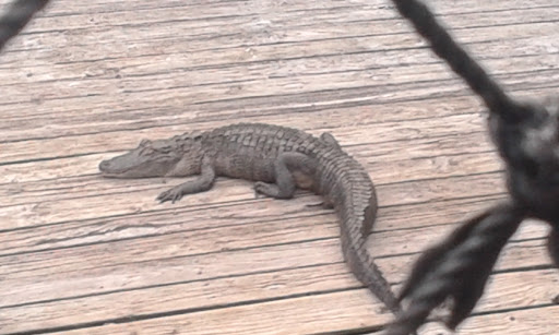 Amusement Park «Adventure Landing Jacksonville Beach», reviews and photos, 1944 Beach Blvd, Jacksonville Beach, FL 32250, USA