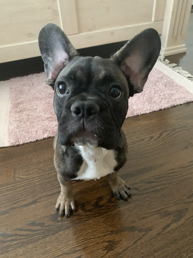 Pet Supply Store «Whiteway Pet Shop», reviews and photos, 950 Elizabeth Ave, Elizabeth, NJ 07201, USA